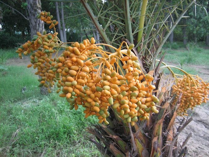 Phoenix sylvestris - Silver Date Palm Seeds 4 13abb98db10acd1f2914bcc051d9e261