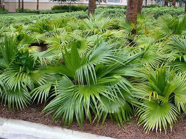 Livistona chinensis - Chinese Fan Palm Seeds 4 600px Ea0592