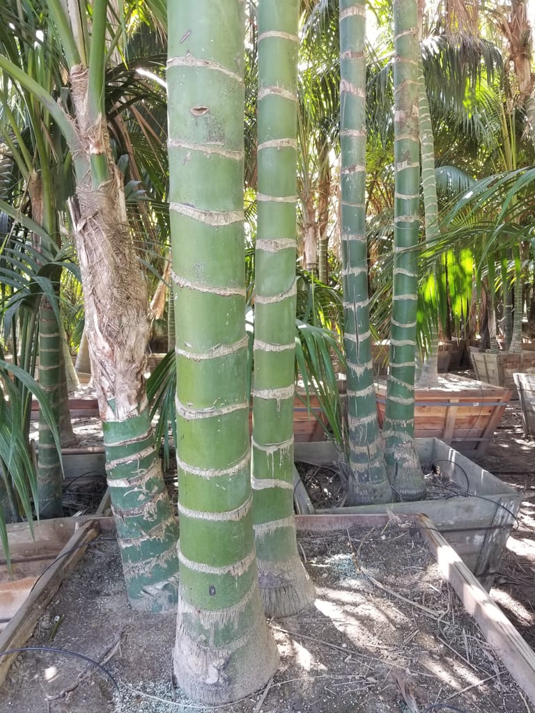 Howea Forsteriana Seeds (Kentia Palm) 4 6063a5bd44232d7933549233 5e8eba42e300e4129b65906c Howea20forsteriana 07