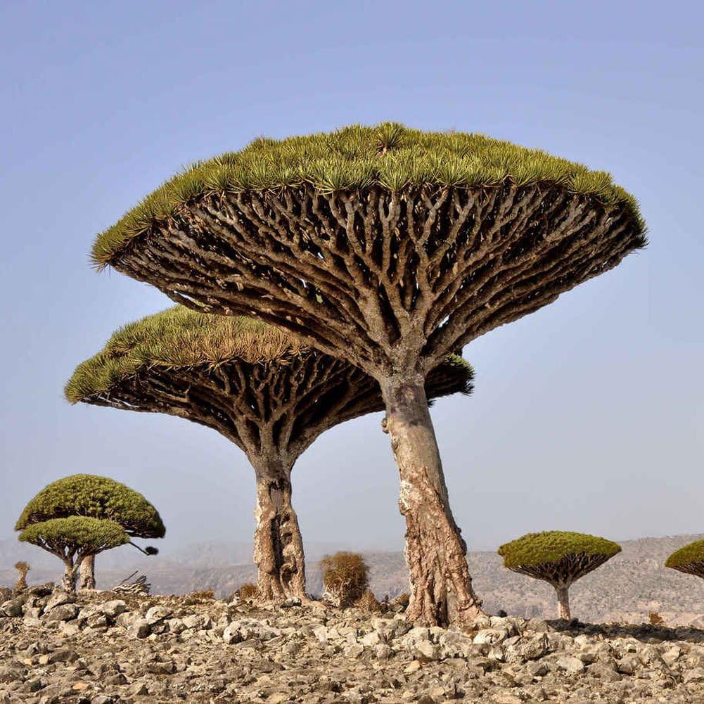 Dracaena draco - Dragon Tree Seedlings 3 71VOkVDP9PL. AC SL1001