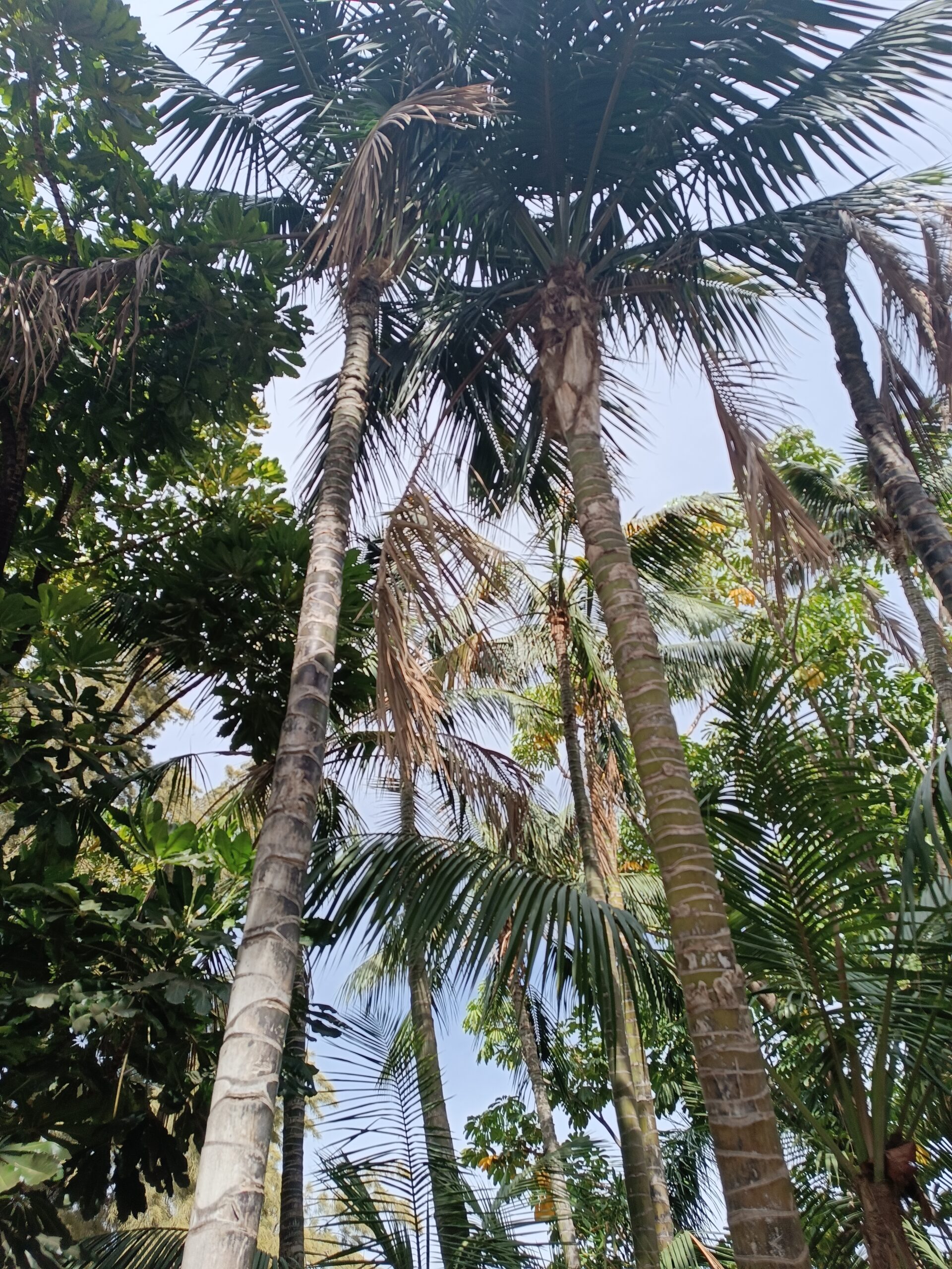 Howea Forsteriana Seeds (Kentia Palm) 6 IMG 20230905 161517 scaled