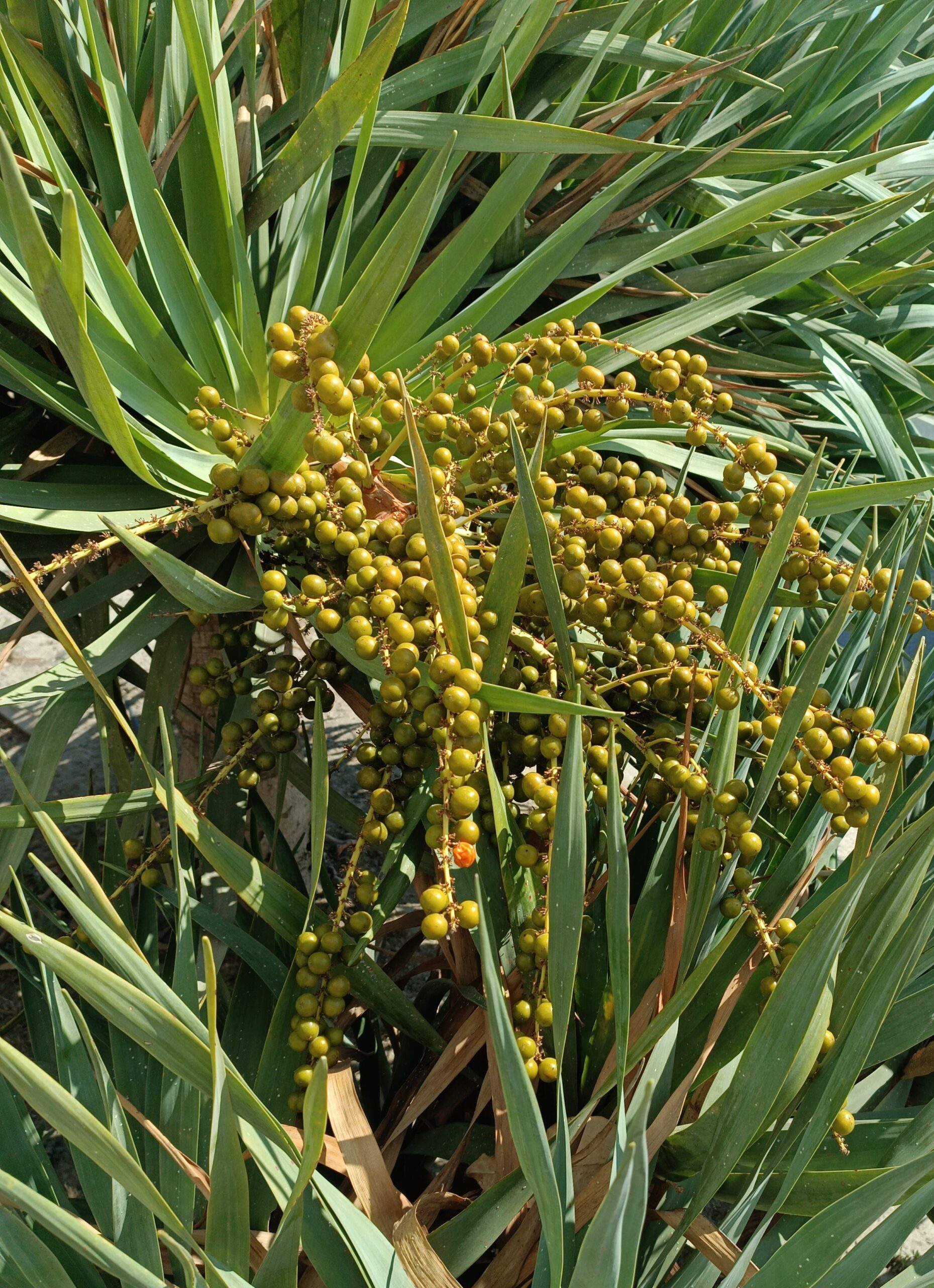 Dracaena draco - Dragon Tree Seedlings 4 IMG 20230909 161227 scaled