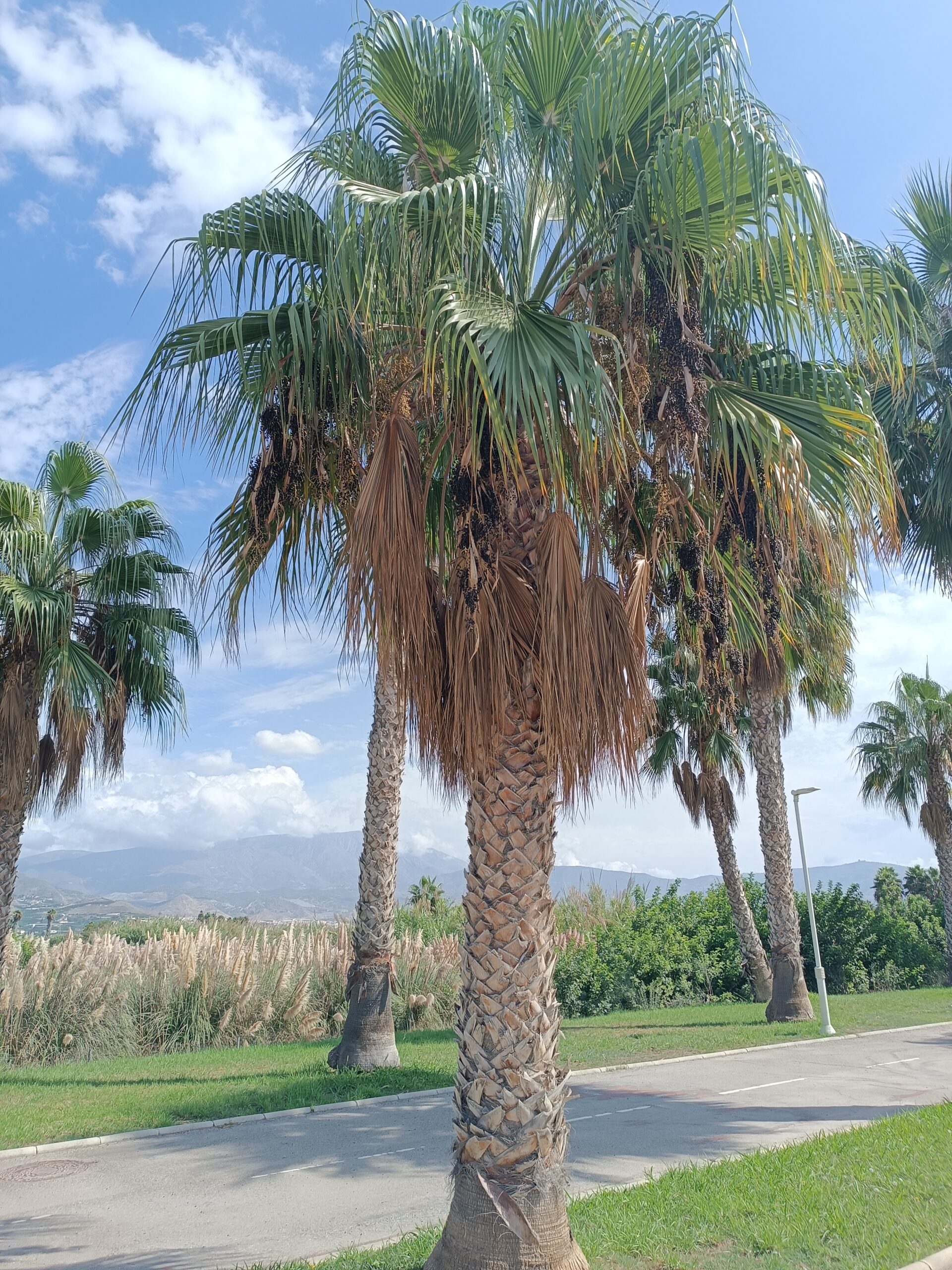 Washingtonia robusta - Mexican Fan Palm Seeds 4 IMG 20230919 124354 scaled