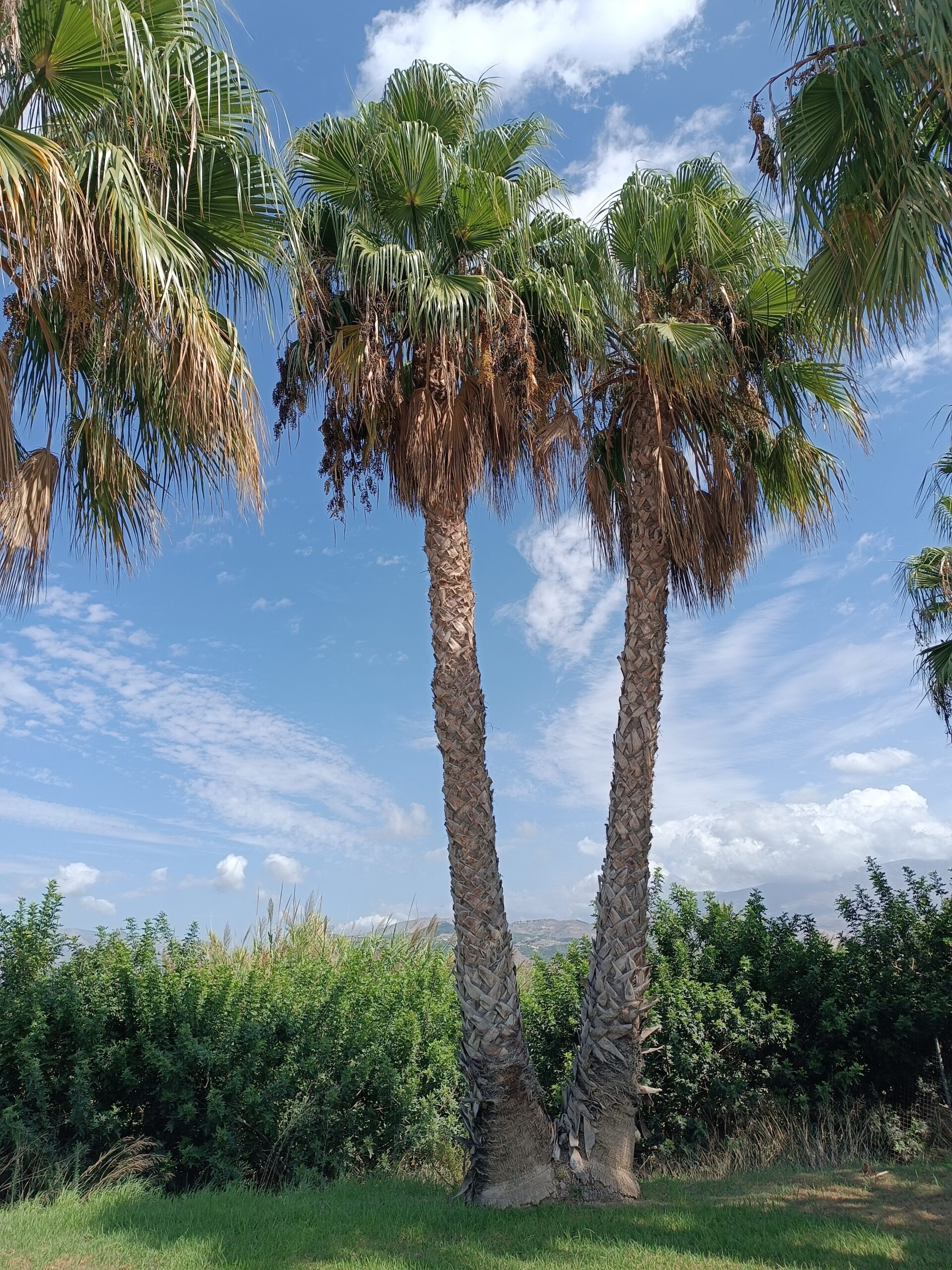 Washingtonia robusta - Mexican Fan Palm Seeds 3 IMG 20230919 124441 scaled