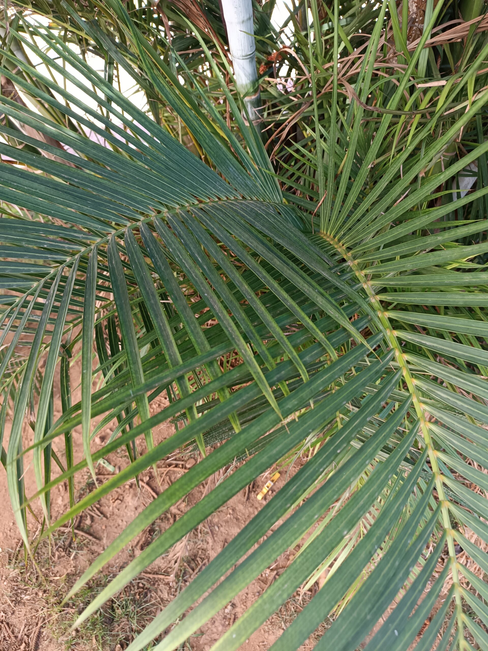 Dypsis Lutescens Seeds (Areca Palm or Butterfly Palm) 2 IMG 20230925 162533 scaled