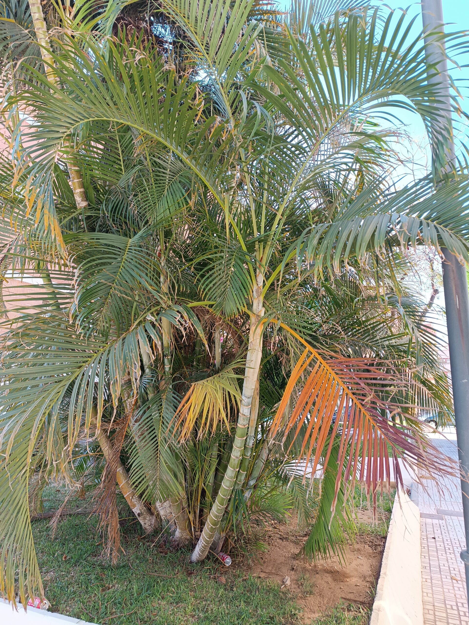 Dypsis Lutescens Seeds (Areca Palm or Butterfly Palm) 3 IMG 20230925 163403 1 scaled