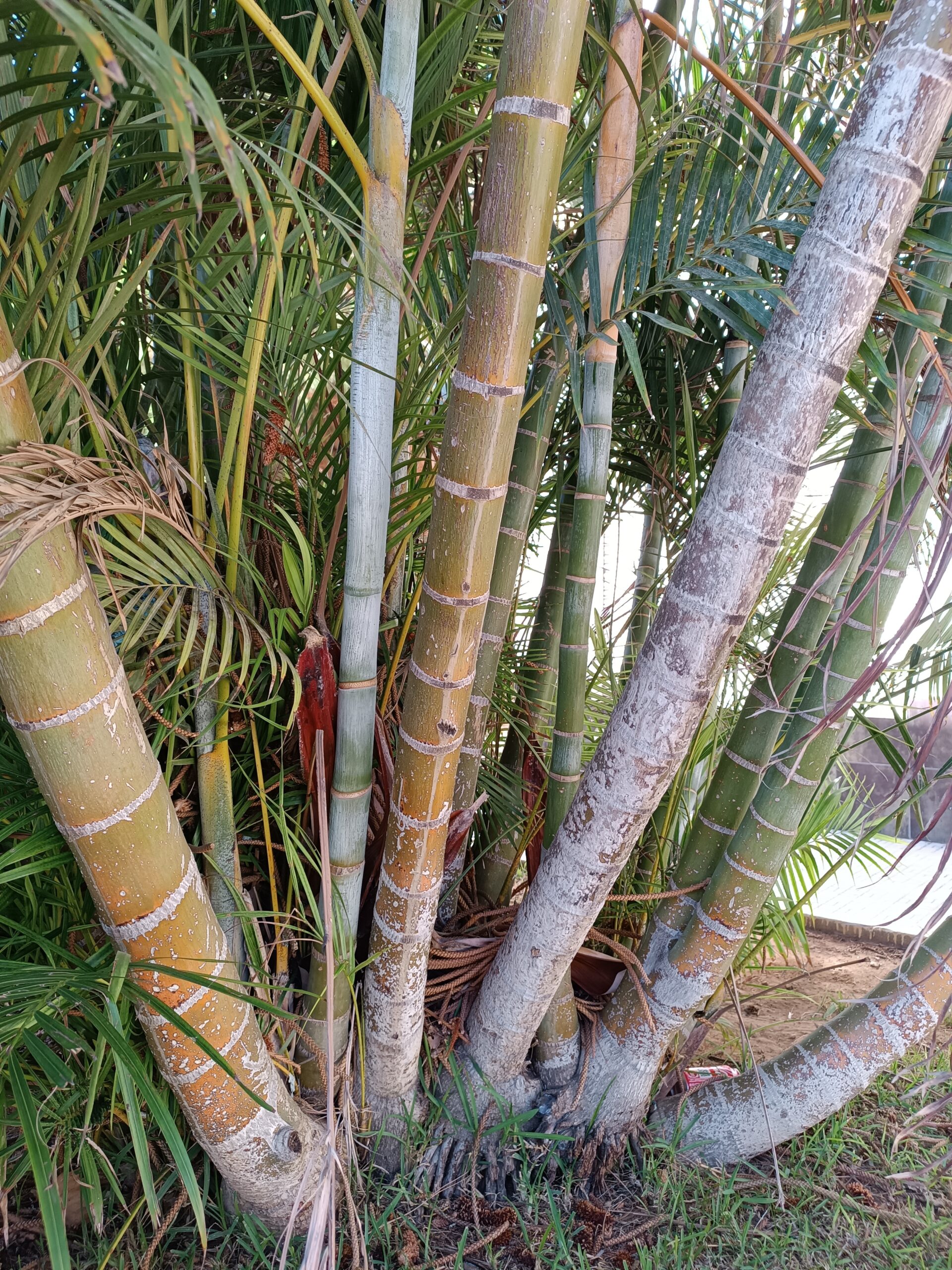 Dypsis Lutescens Seeds (Areca Palm or Butterfly Palm) 4 IMG 20230925 163411 scaled