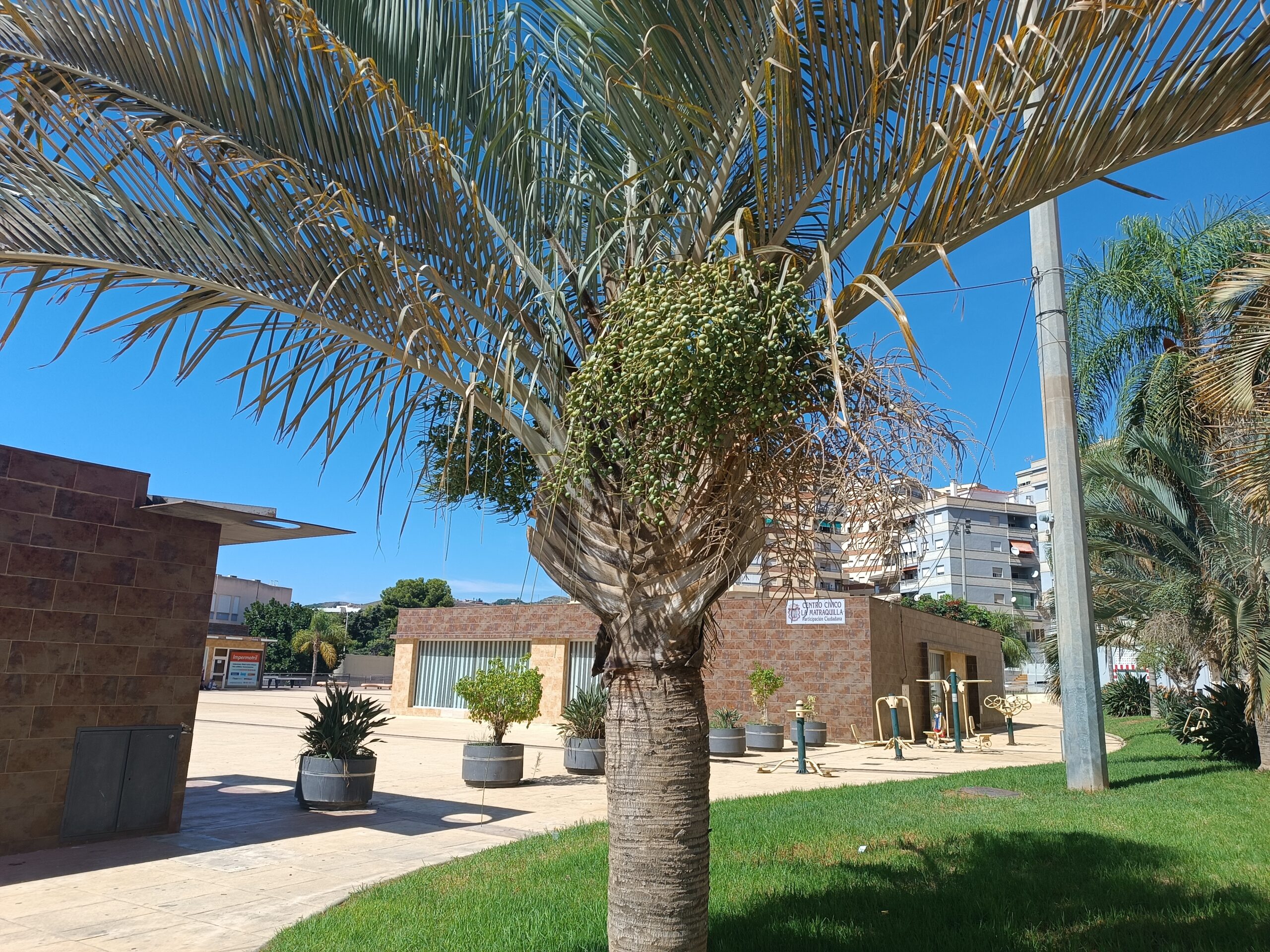 Dypsis Decaryi Seeds (Chrysalidocarpus Decaryi Triangle Palm) 2 IMG 20230928 142756 scaled