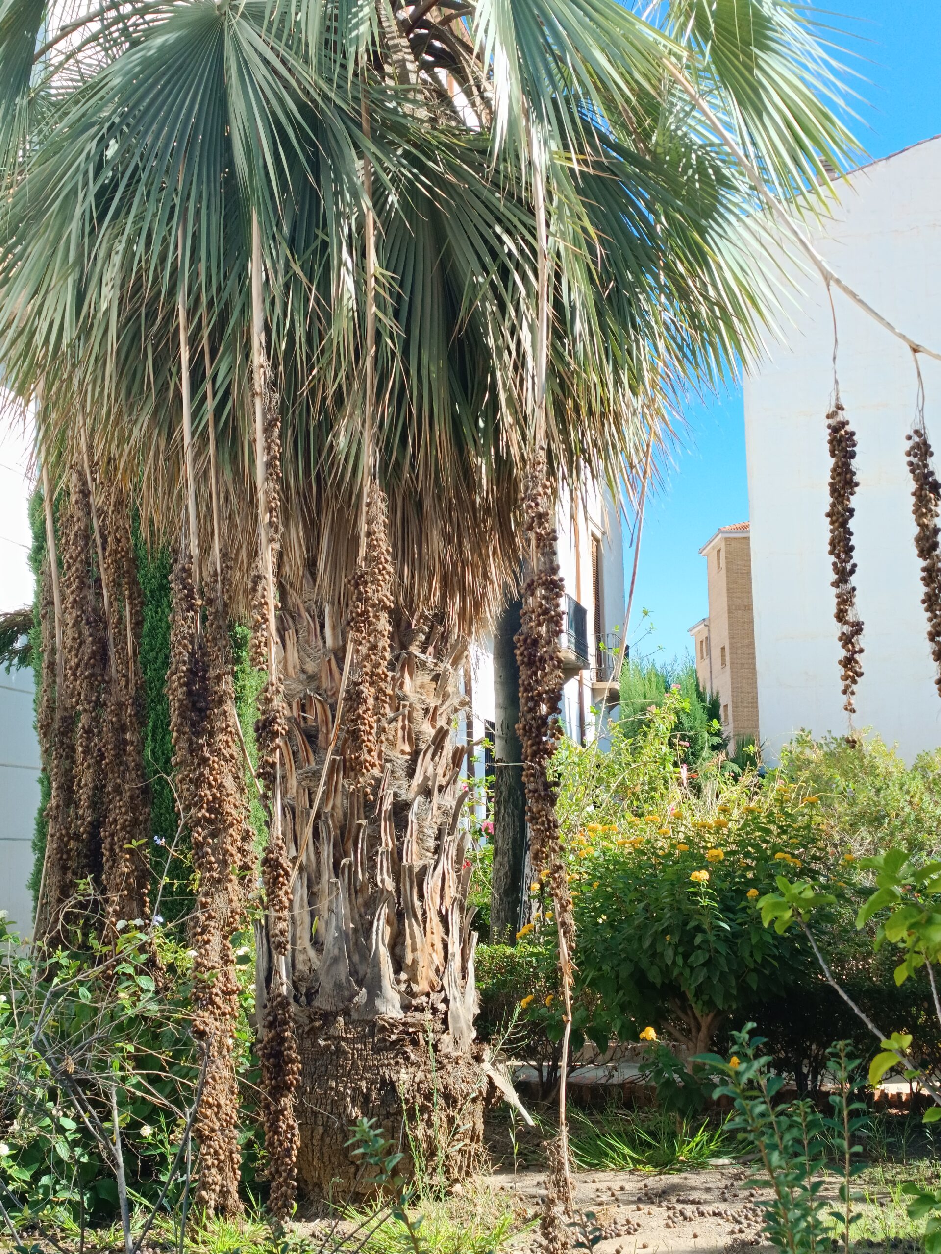 Brahea armata - Mexican Blue Palm Seeds 3 IMG 20231028 125559 scaled