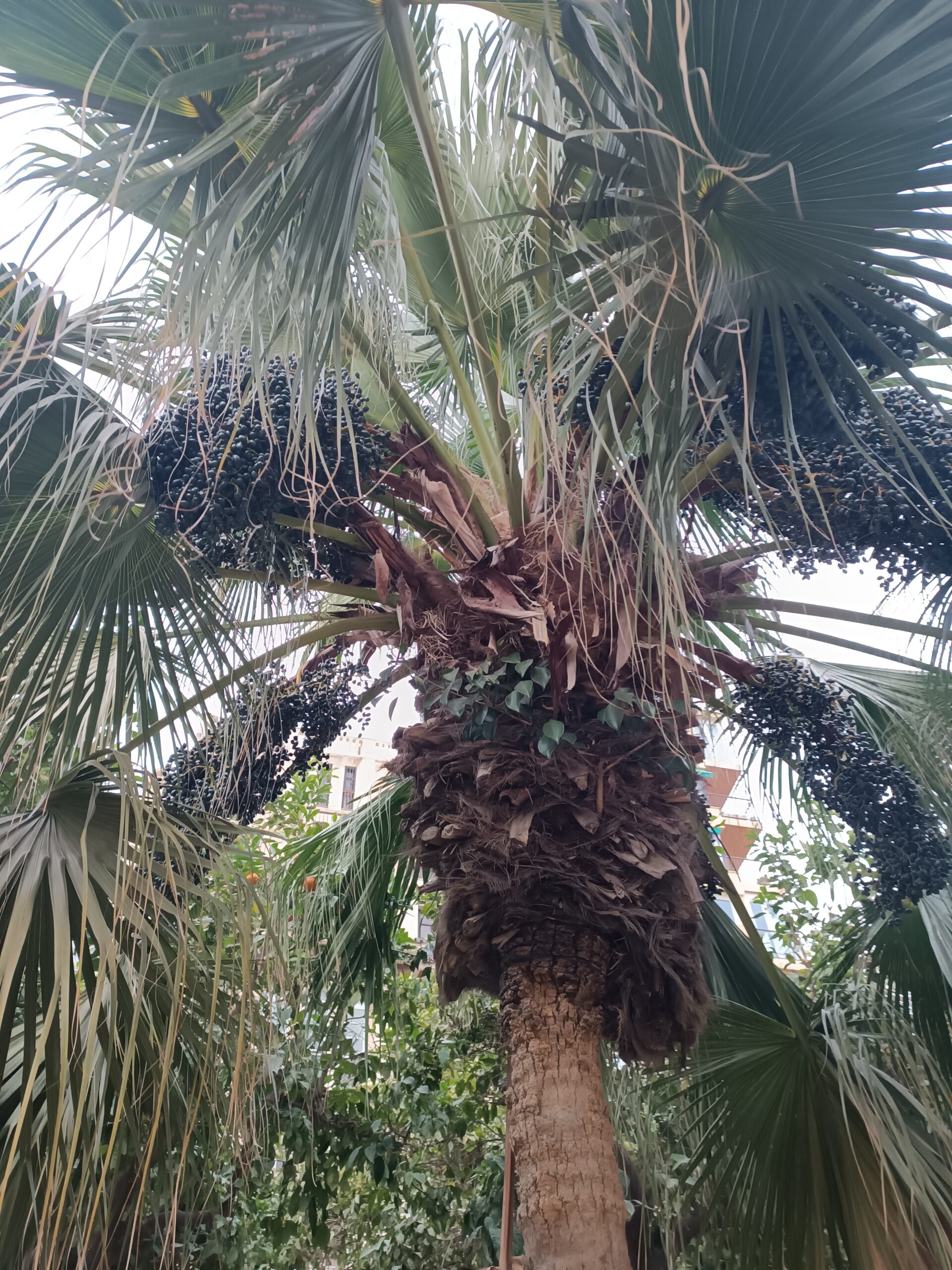 Livistona chinensis - Chinese Fan Palm Seeds 7 IMG 20231229 165828 scaled