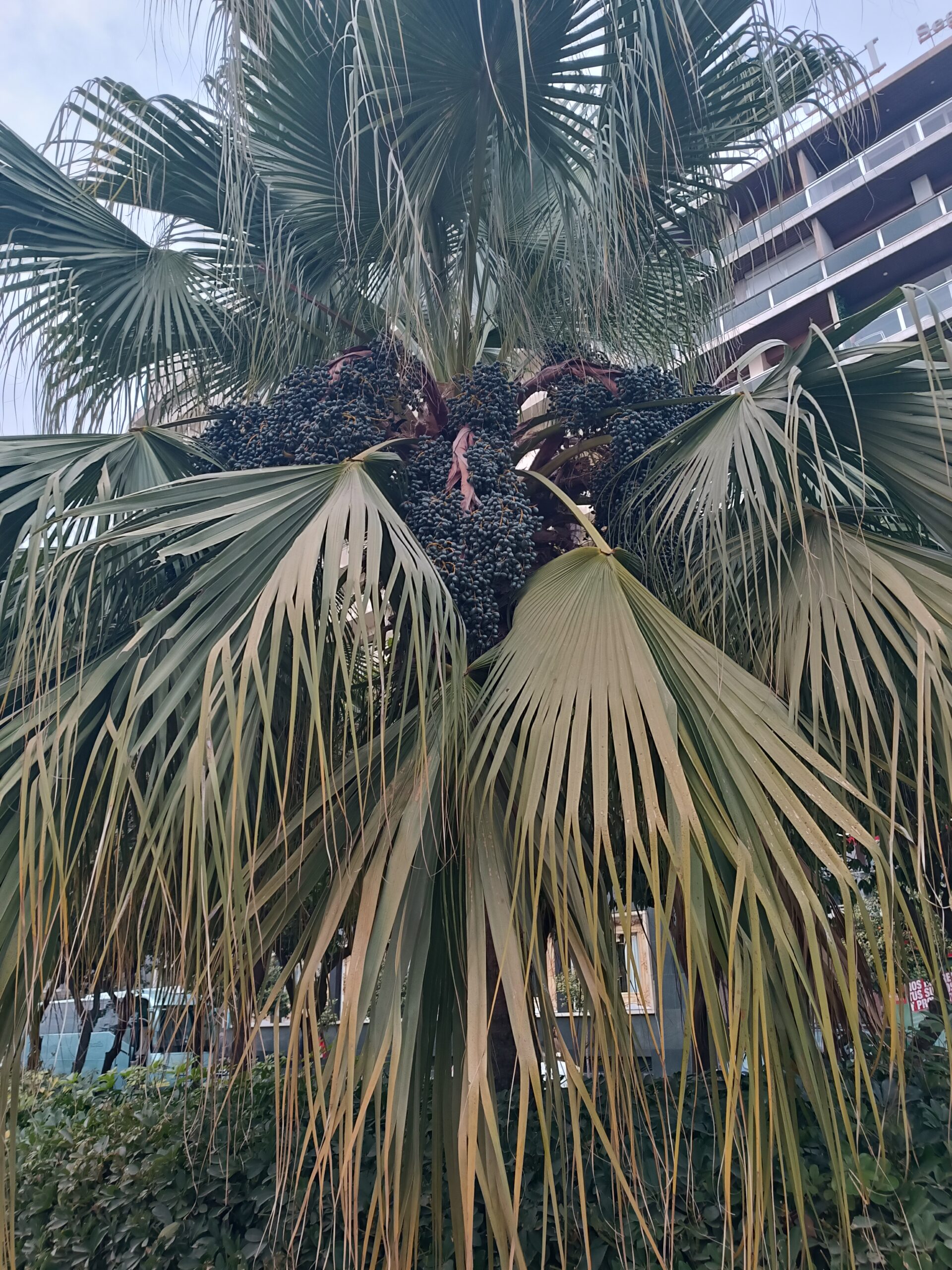 Livistona chinensis - Chinese Fan Palm Seeds 6 IMG 20231229 165852 scaled