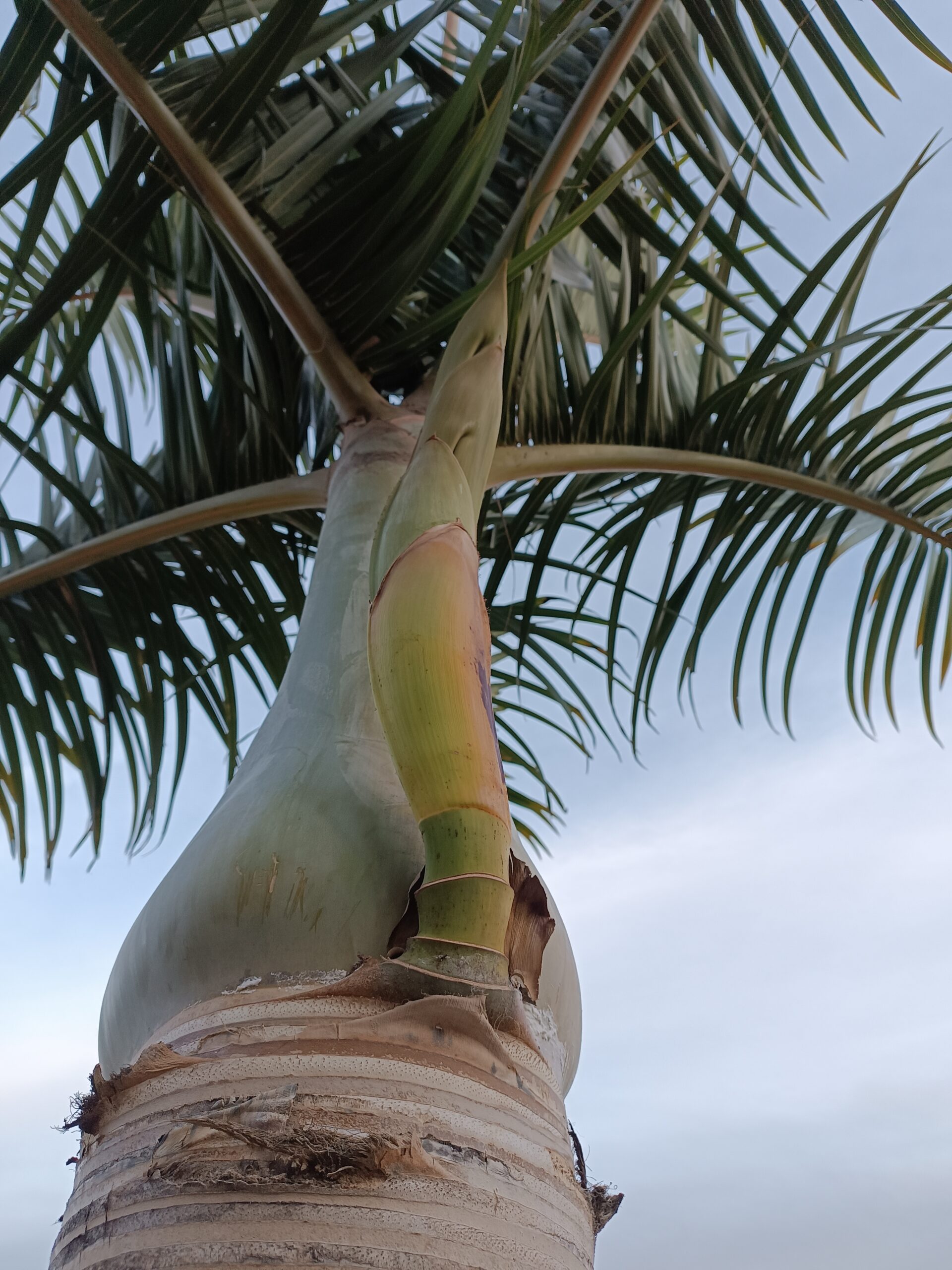 Hyophorbe Verschaffeltii Seeds (Spindle Palm) 4 IMG 20240104 174446 1 scaled