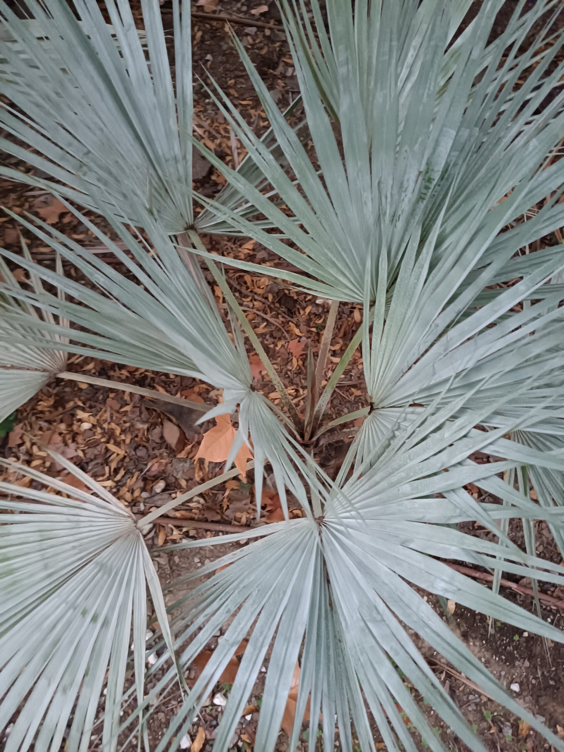 Brahea armata - Mexican Blue Palm Seeds 2 IMG 20240116 173719 1 scaled