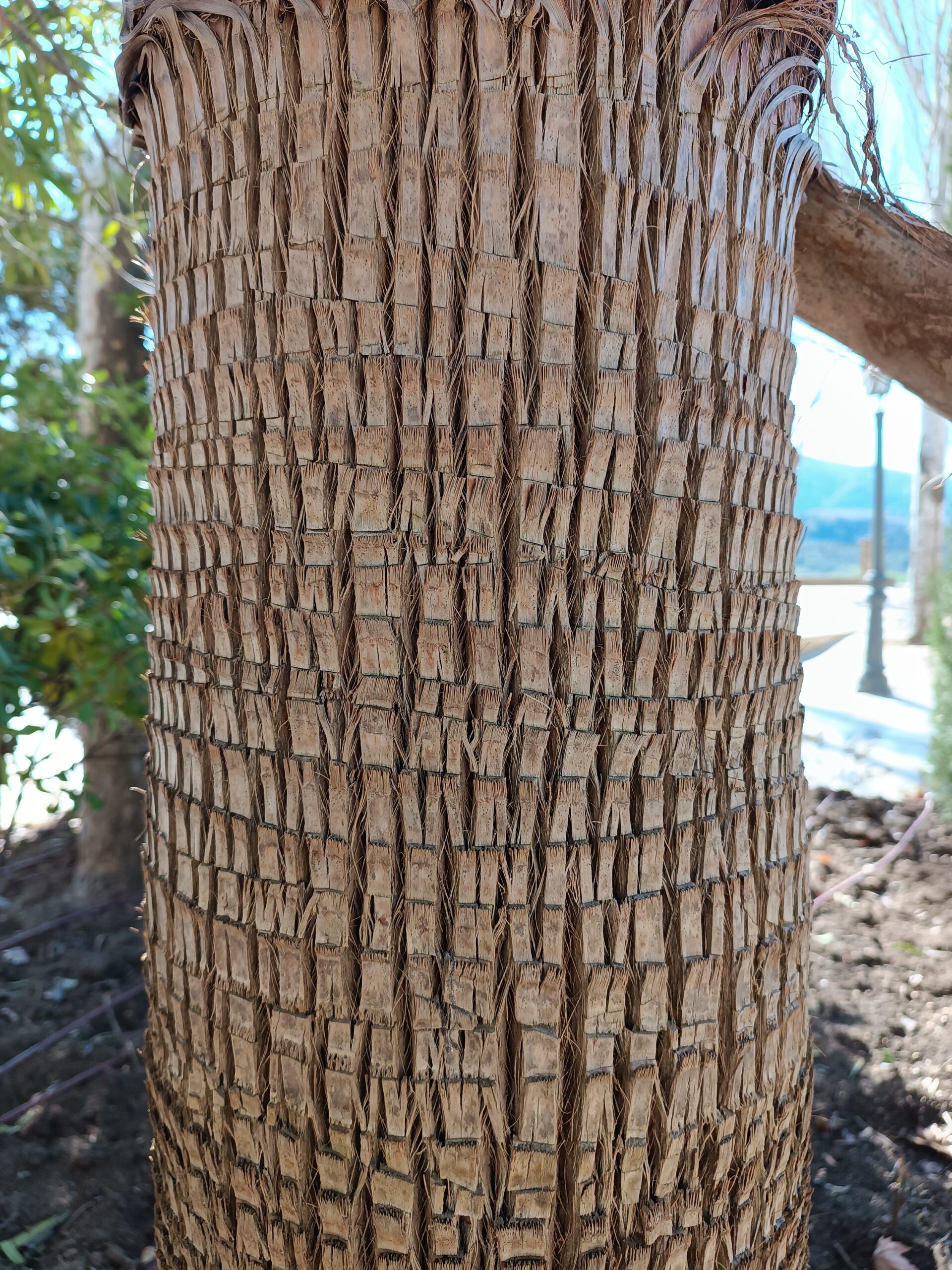 Washingtonia robusta - Mexican Fan Palm Seeds 2 IMG 20240123 143129 scaled