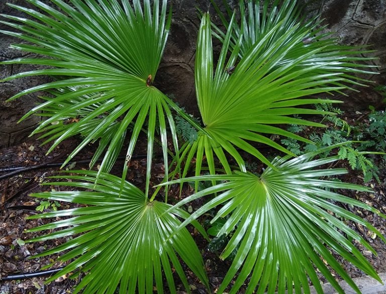 Livistona chinensis - Chinese Fan Palm Seeds 5 Livistona chinensis 768x585 1