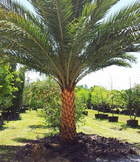 Phoenix sylvestris - Silver Date Palm Seeds 2 OIP 14