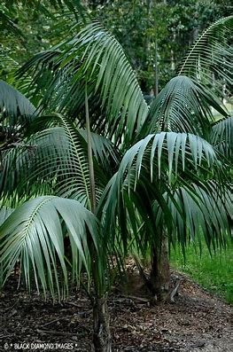Howea Forsteriana Seeds (Kentia Palm) 2 OIP 49