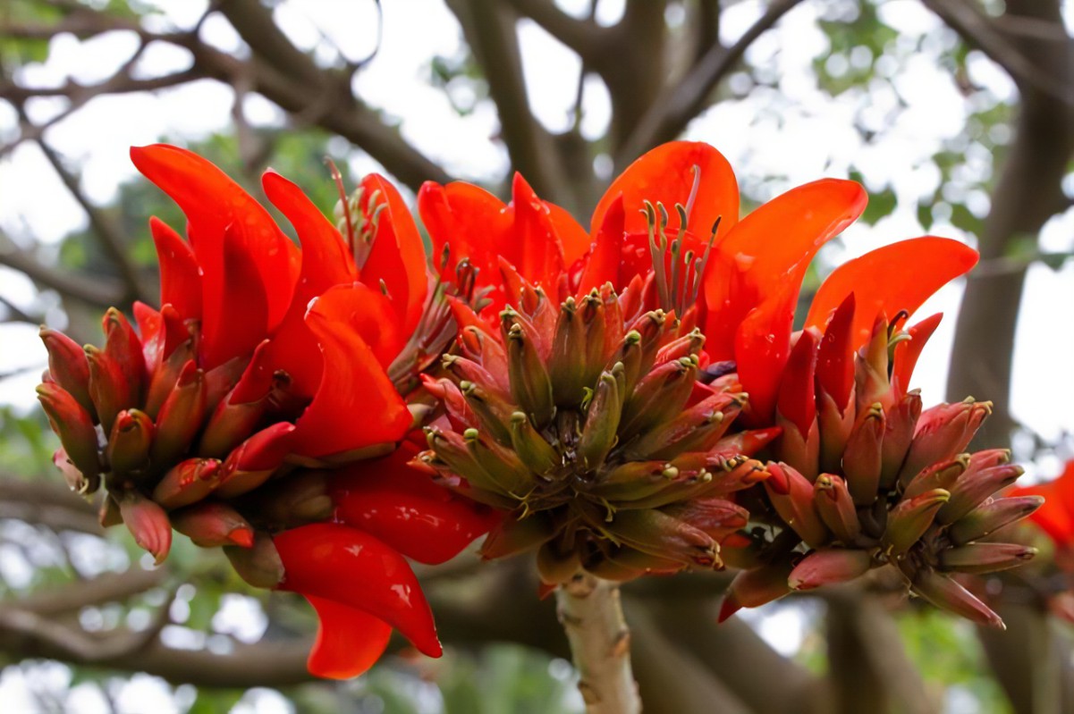 Erythrina Caffra Seeds (Coastal Coral Tree) 2 R 1