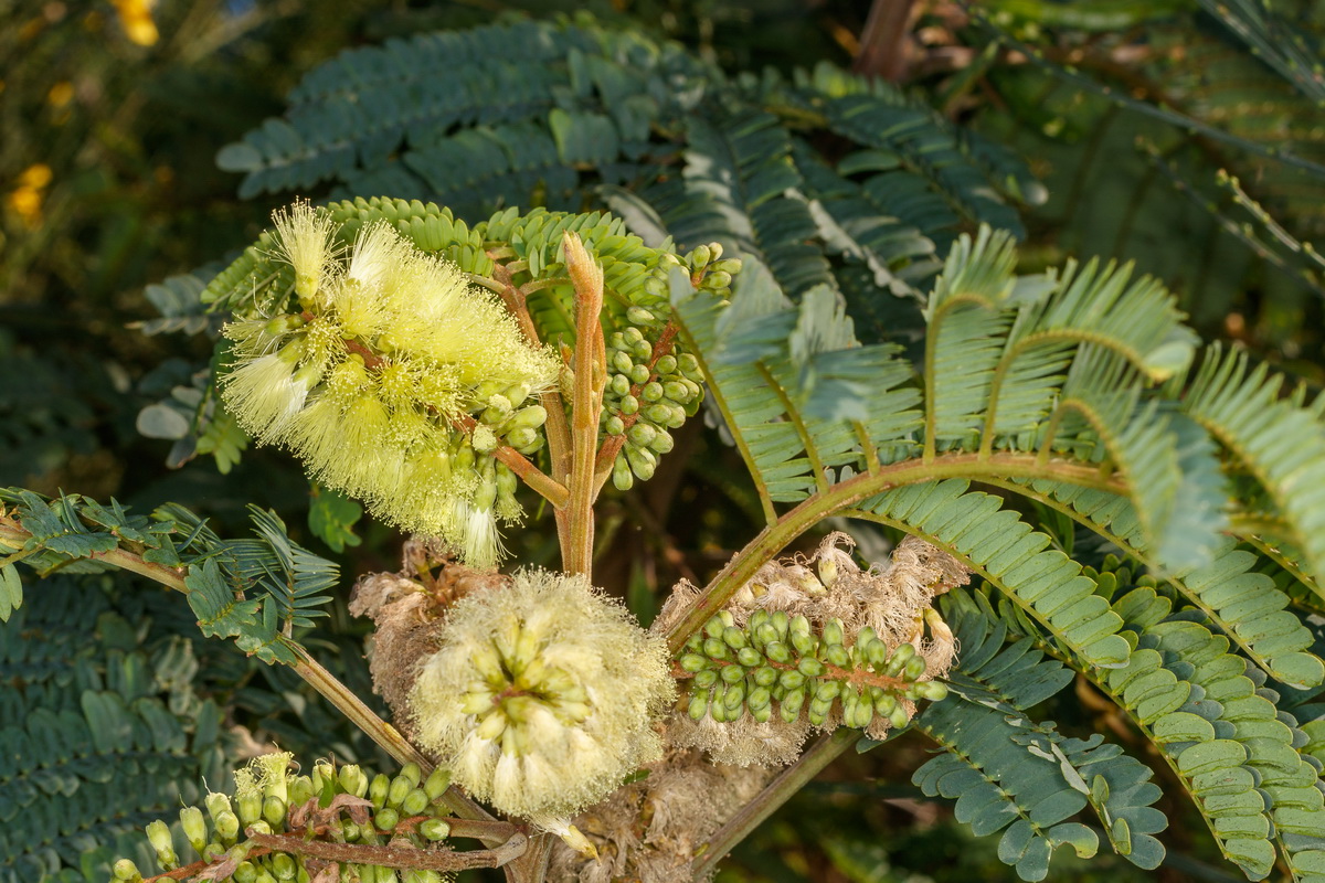 Paraserianthes Lophantha Seeds (Silk Tree or Albizia lophantha) 4 R 16