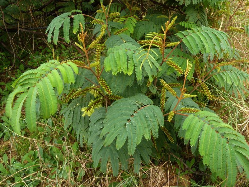 Paraserianthes Lophantha Seeds (Silk Tree or Albizia lophantha) 5 R 18