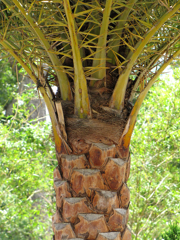 Phoenix sylvestris - Silver Date Palm Seeds 3 R 29