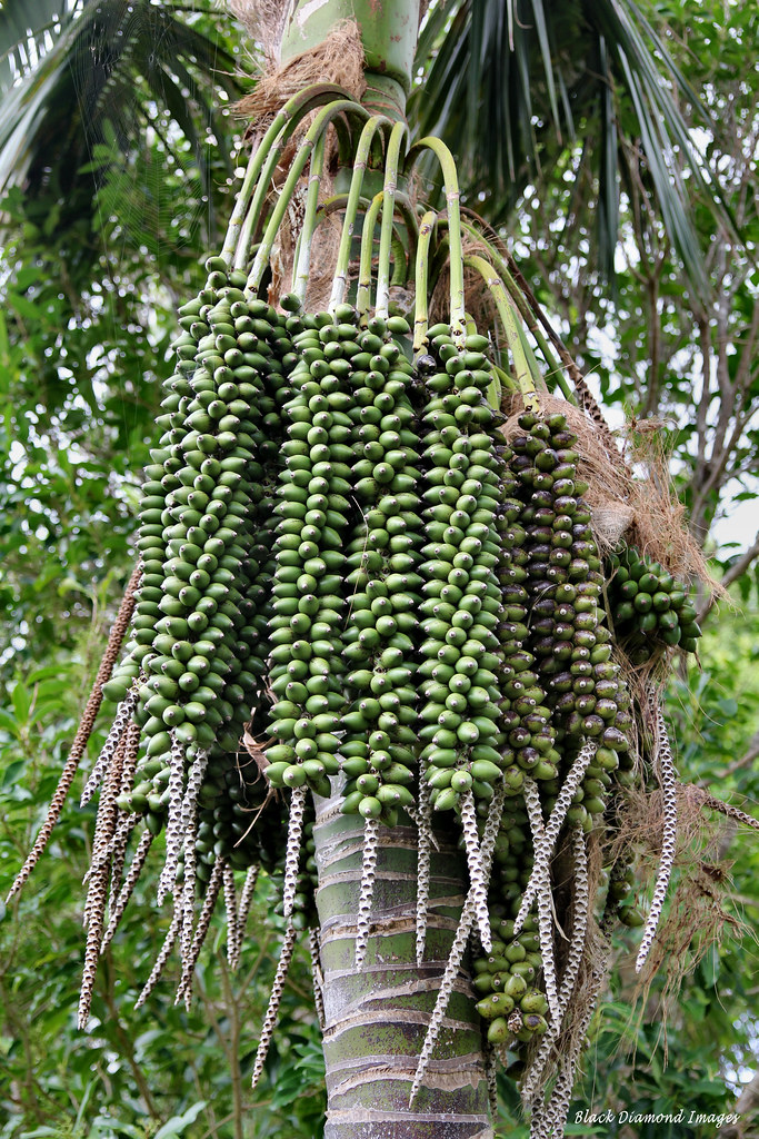 Howea Forsteriana Seeds (Kentia Palm) 3 R 54 1