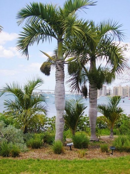 Hyophorbe Verschaffeltii Seeds (Spindle Palm) 3 R 8