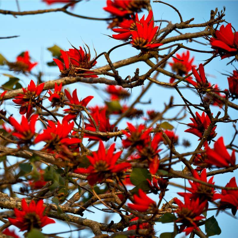 Erythrina Caffra Seeds (Coastal Coral Tree) 3 R