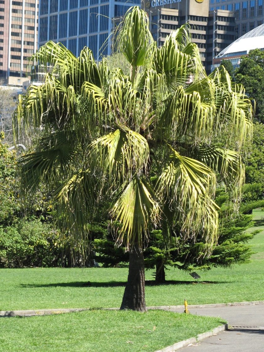 Livistona chinensis - Chinese Fan Palm Seeds 3 livistona chinensis joven 840x1121 1