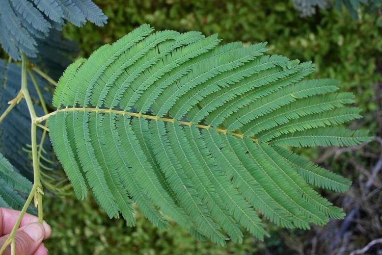 Paraserianthes Lophantha Seeds (Silk Tree or Albizia lophantha) 3 paraserianthes lophantha d04da816 2143 47ba b32f 826dad2cd94 resize 750