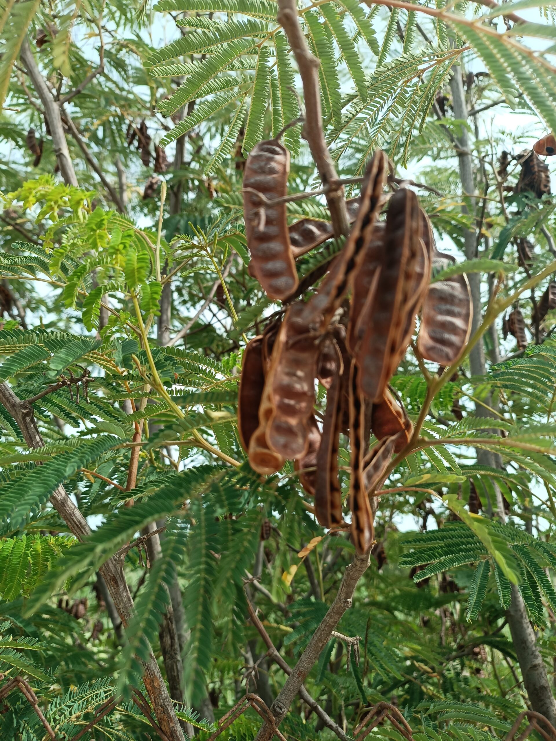 Paraserianthes Lophantha Seeds (Silk Tree or Albizia lophantha) 2 storage emulated 0 Android data com.miui .gallery cache SecurityShare 1695596112953 scaled
