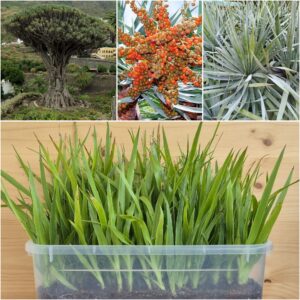 Dracaena draco Seedlings