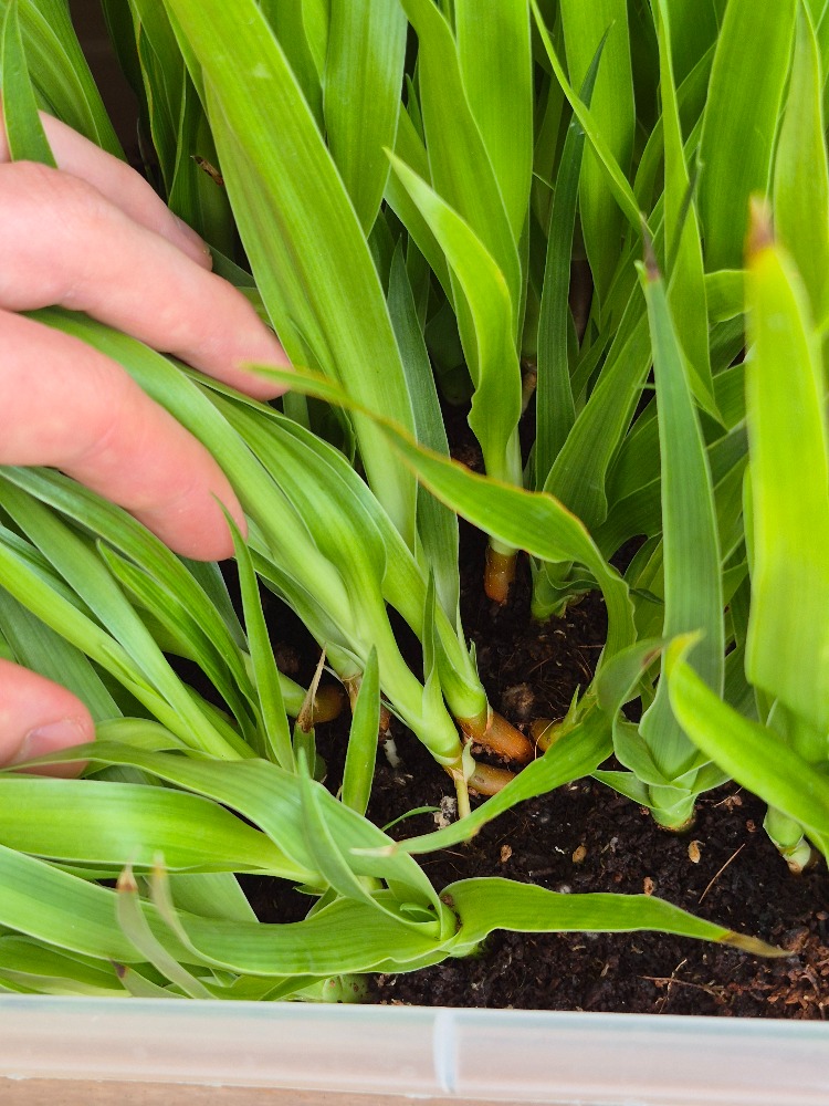 Dracaena draco - Dragon Tree Seedlings 2 Dracaena draco seedlings.