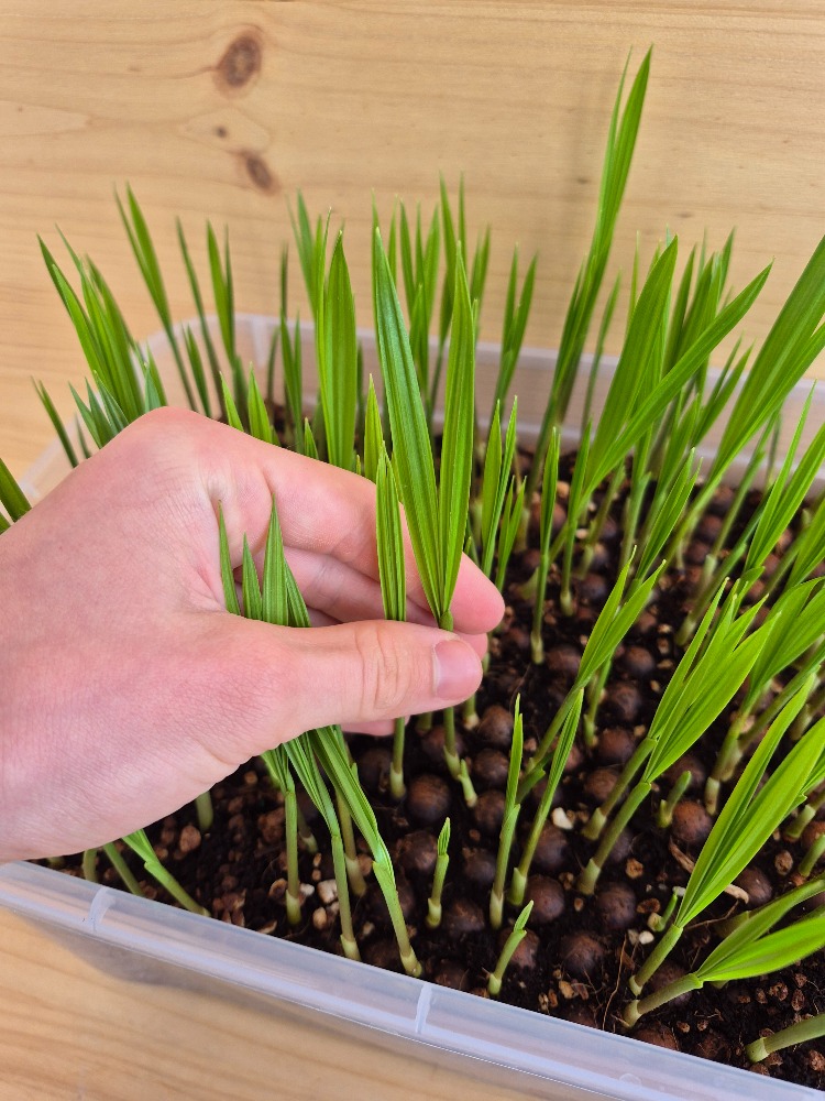 Dypsis decaryi - Triangle Palm Seedlings 2 Dypsis decaryi.