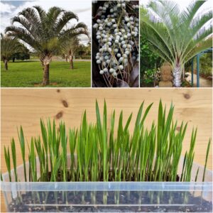 Dypsis decaryi Triangle Palm Seedlings