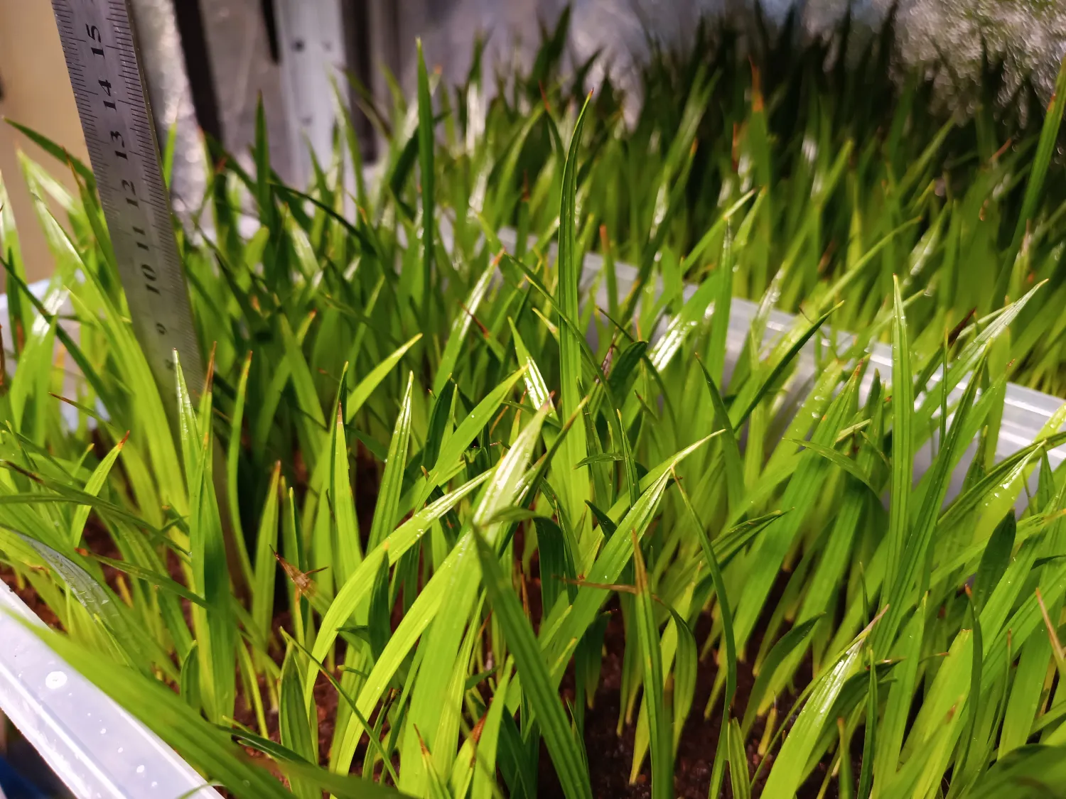 Phoenix roebelenii - Pygmy Date Palm Seedlings 3 Phoenix Roebelenii ()