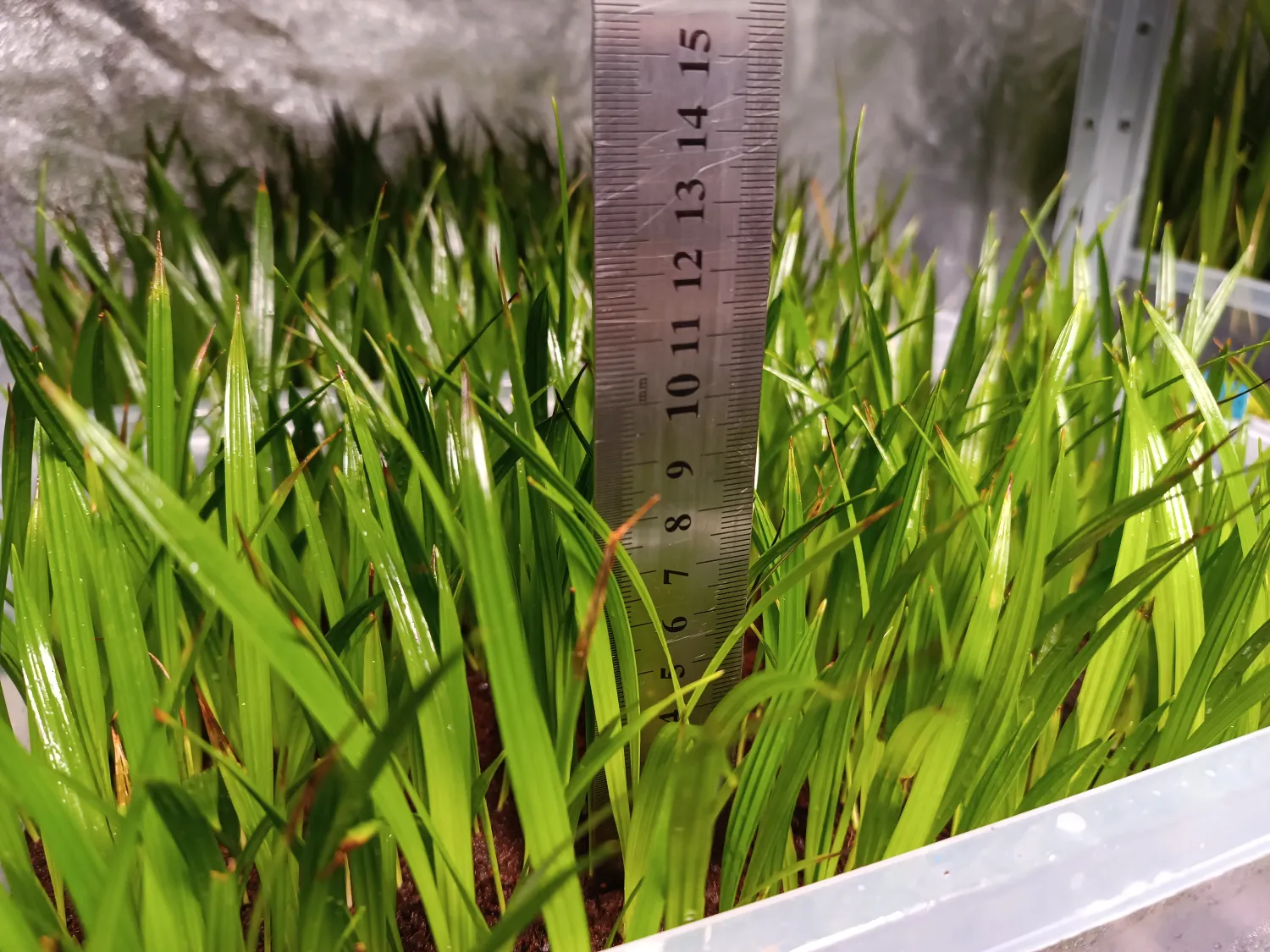 Phoenix roebelenii - Pygmy Date Palm Seedlings 2 Phoenix Roebelenii ()