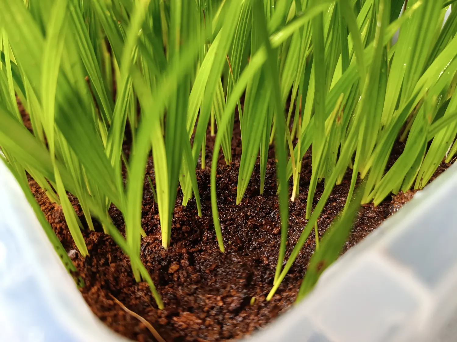 Phoenix roebelenii - Pygmy Date Palm Seedlings 4 Phoenix Roebelenii