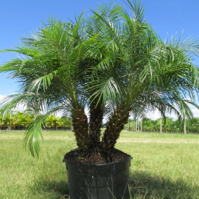 Phoenix roebelenii - Pygmy Date Palm Seedlings 5 R ()