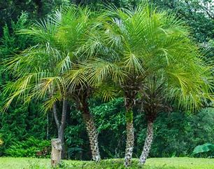 Phoenix roebelenii - Pygmy Date Palm Seedlings 6 th