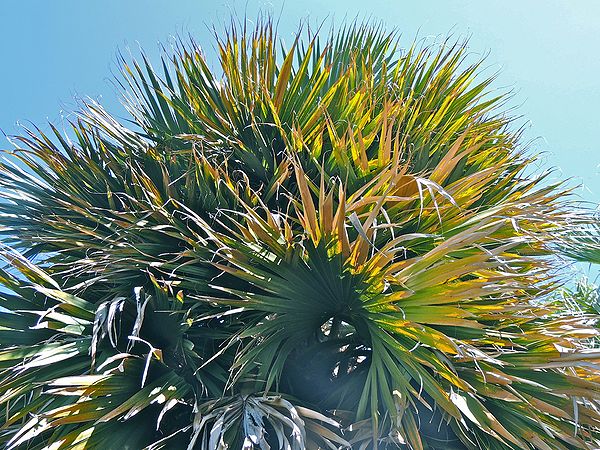 px Sabal causarium crown H maybe