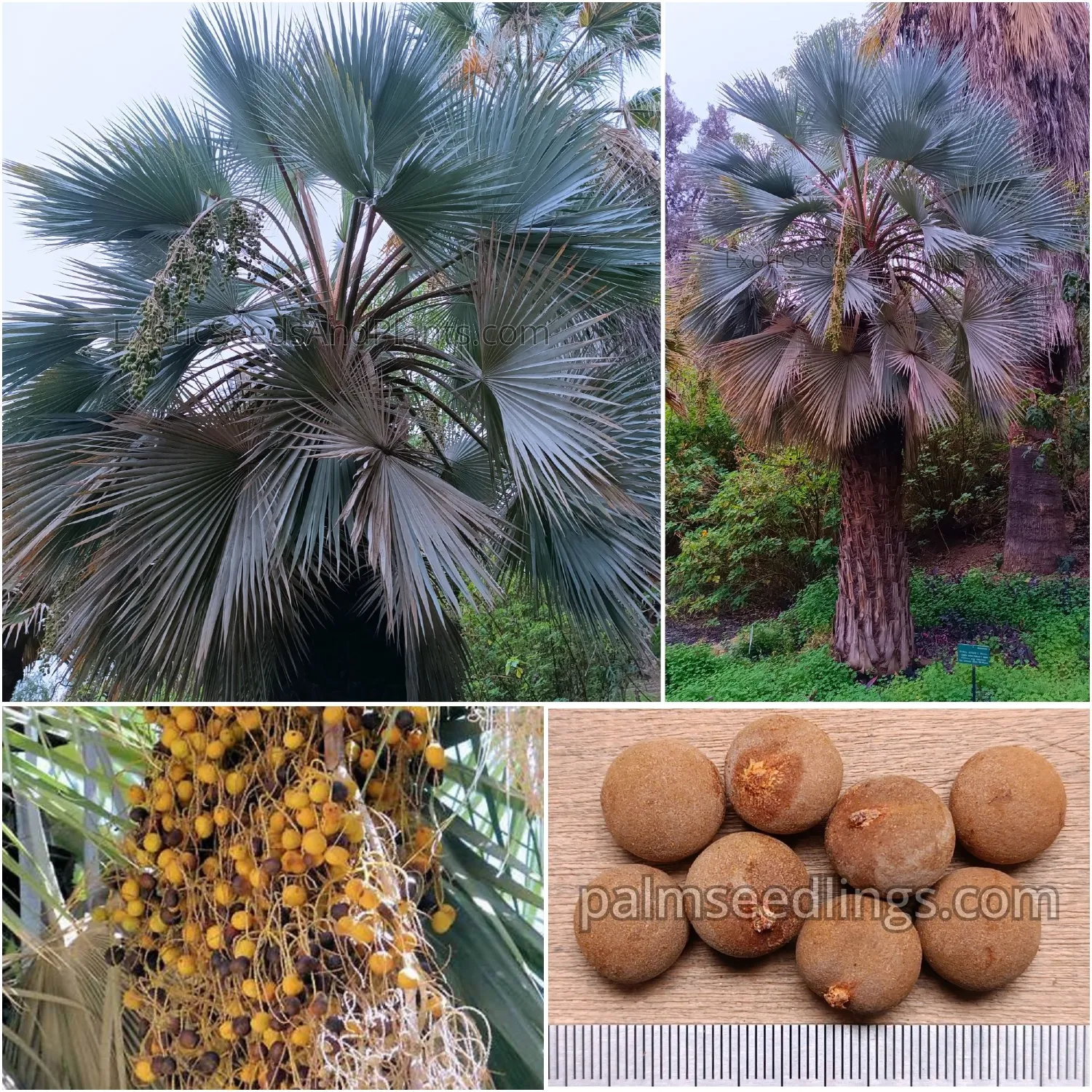 Brahea armata - Mexican Blue Palm Seeds 1 Brahea Armata Seeds Mexican Blue Palm