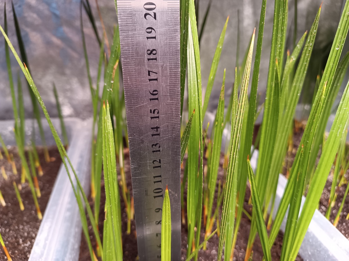 Chamaerops Humilis var. Cerifera Seedlings (Moroccan European Fan Palm) 2 Chamaerops Humilis Cerifera Seedlings Blue Mediterranean Fan Palm Tree ()