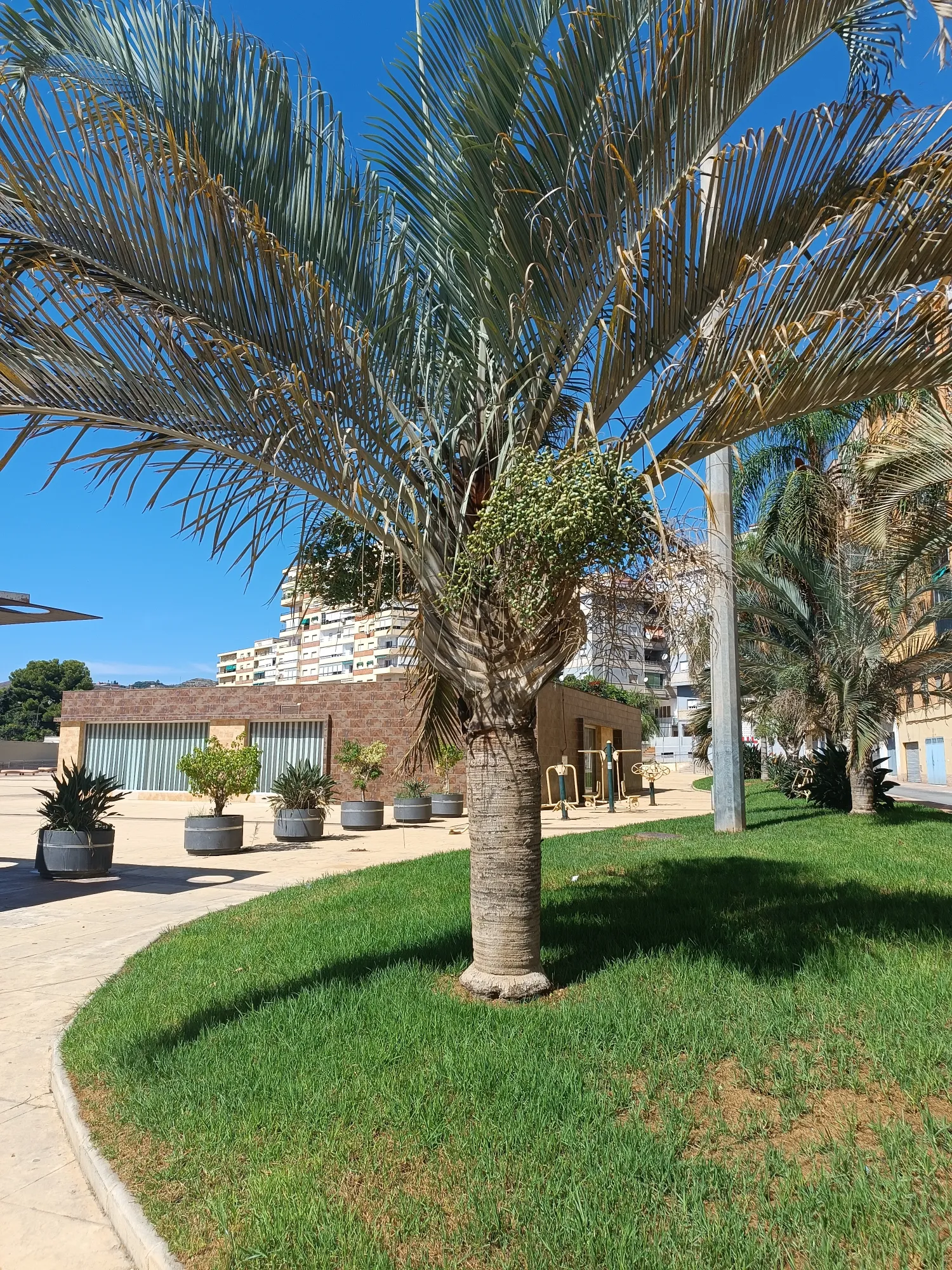 Dypsis decaryi - Triangle Palm Seedlings 5 Dypsis Decaryi ()