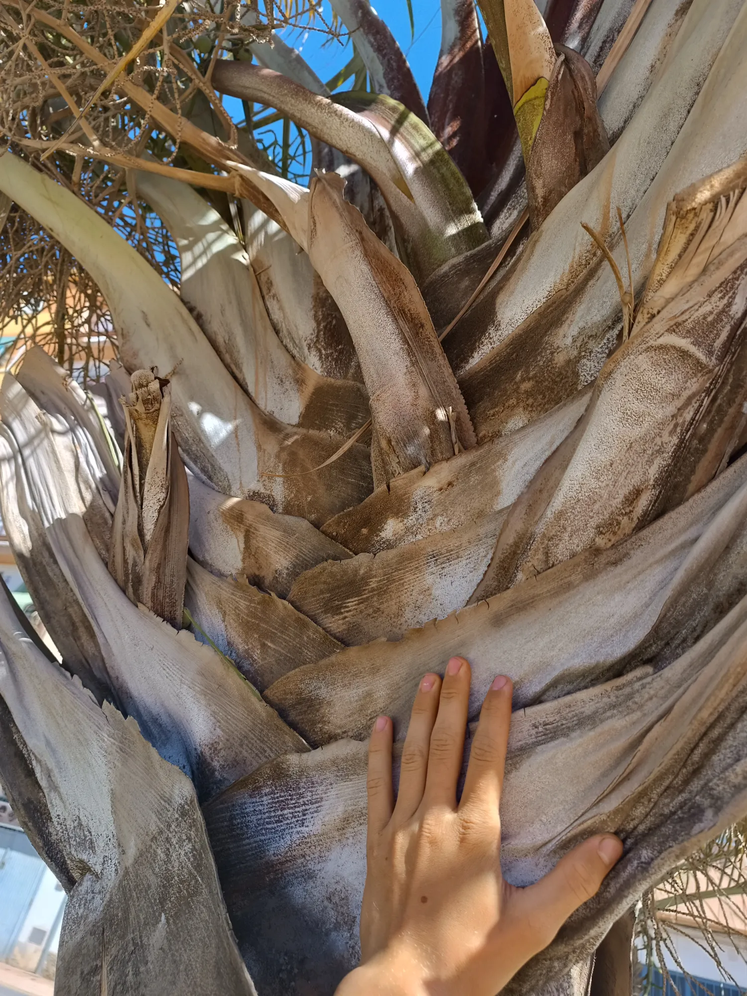 Dypsis decaryi - Triangle Palm Seedlings 4 Dypsis Decaryi ()