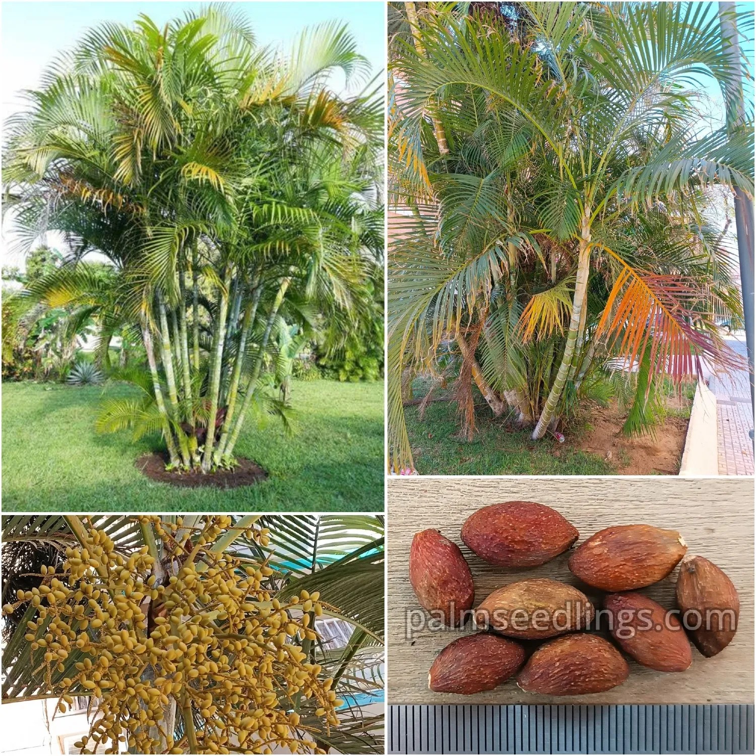 Dypsis Lutescens Seeds (Areca Palm or Butterfly Palm) 1 Dypsis Lutescens Seeds Areca Palm or Butterfly Palm