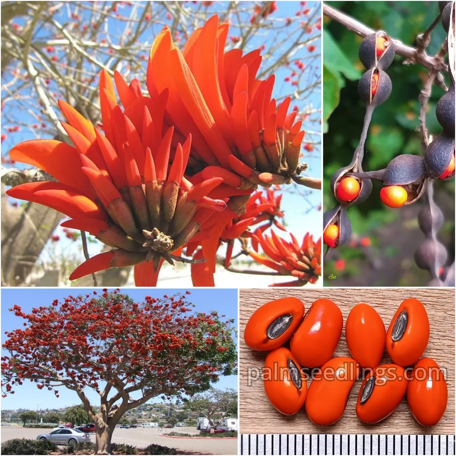 Erythrina Caffra Seeds (Coastal Coral Tree) 1 Erythrina Caffra Seeds Coastal Coral Tree