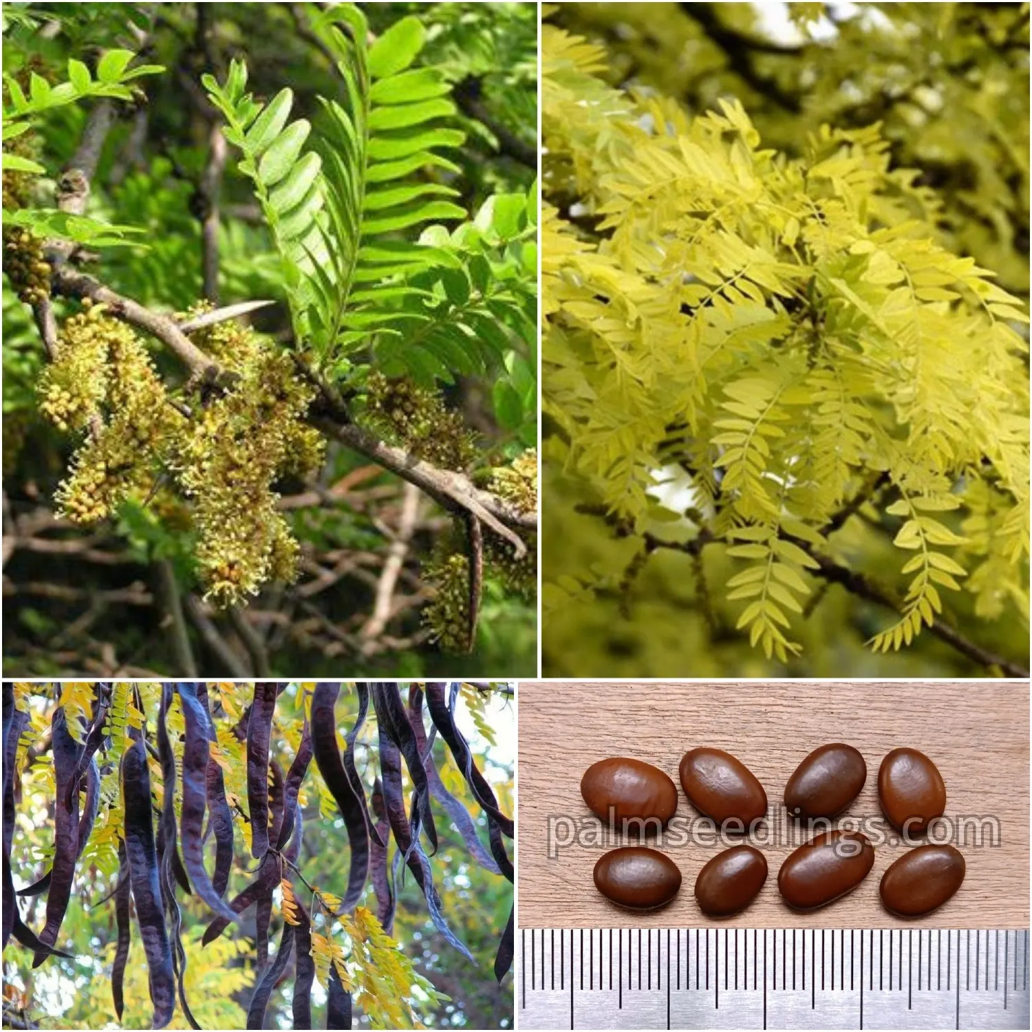 Gleditsia Triacanthos Seeds (Honey Locust) 1 Gleditsia triacanthos Seeds Honeylocust