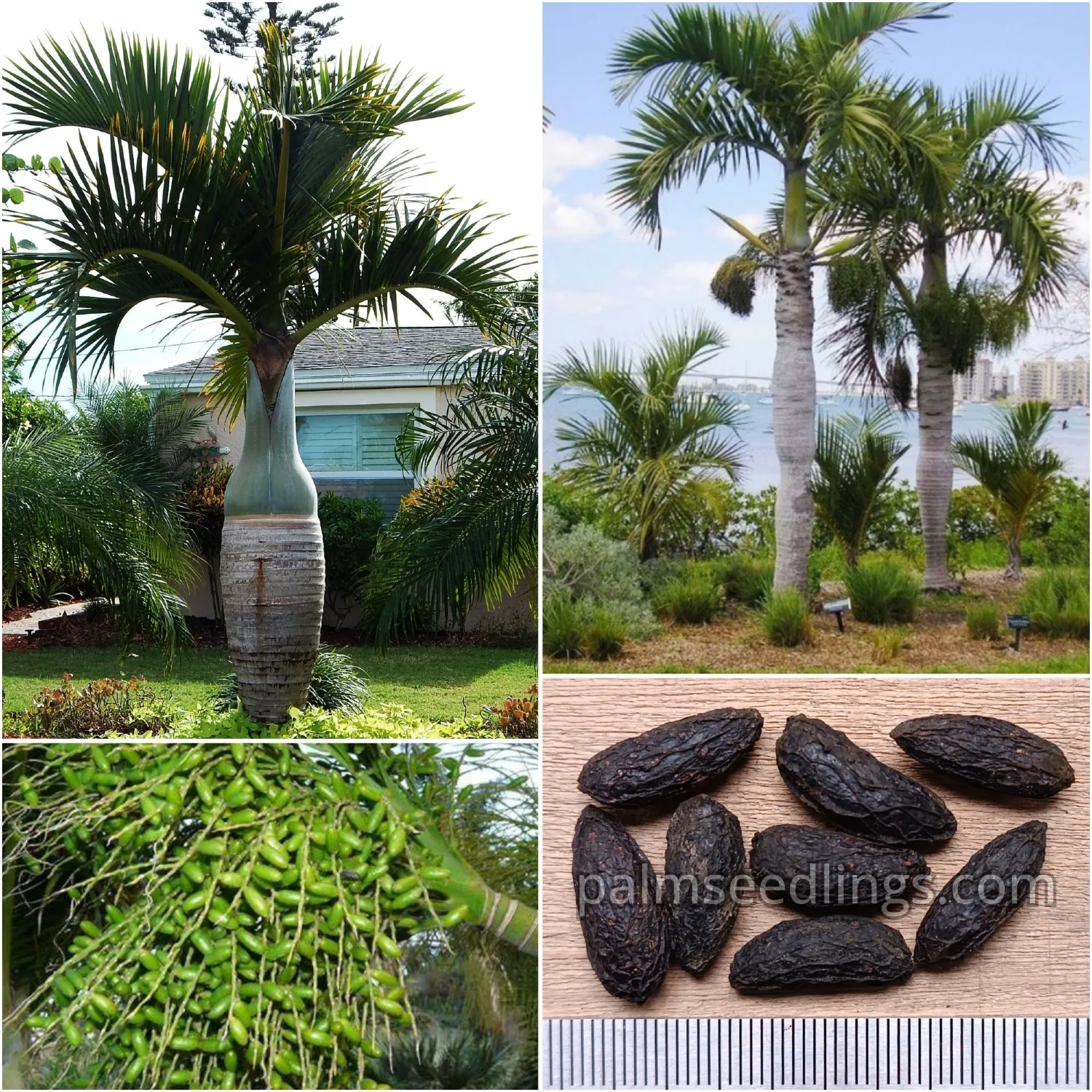 Hyophorbe Verschaffeltii Seeds (Spindle Palm) 1 Hyophorbe Verschaffeltii Seeds Spindle Palm