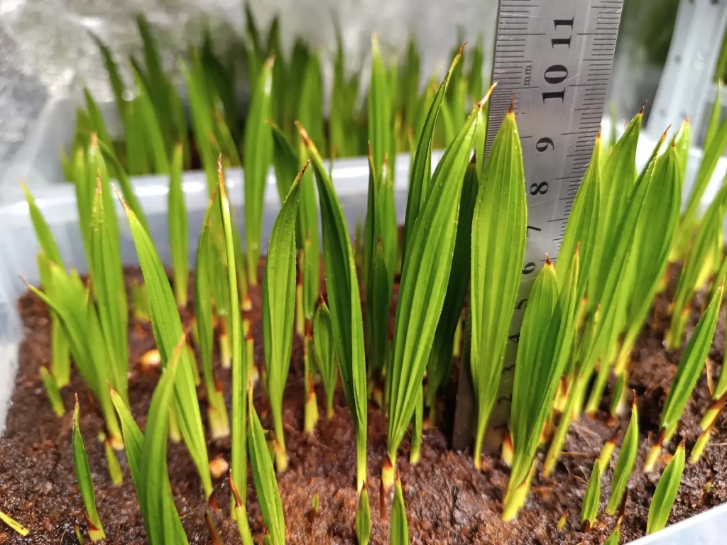 Livistona Chinensis ()